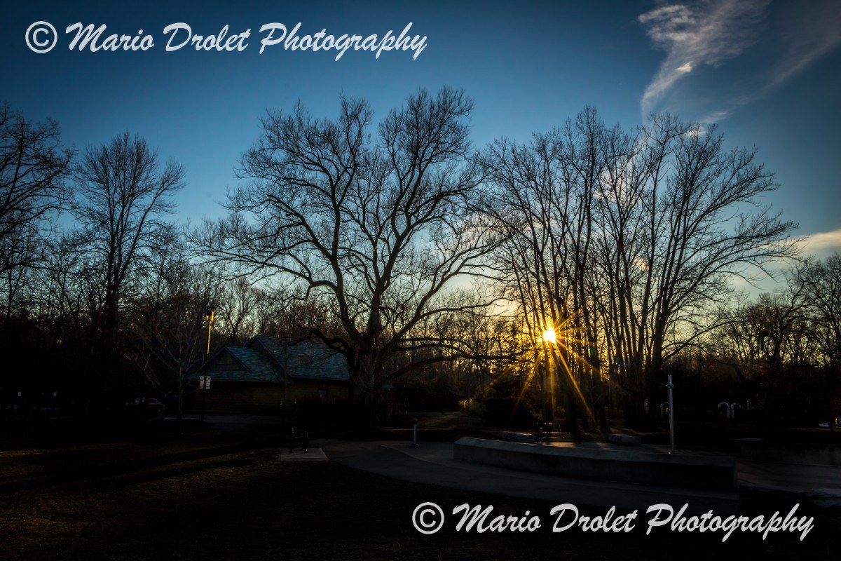 Starburst through trees in Jack Darling Park