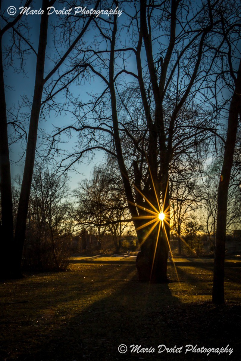 Starburst through trees in Jack Darling Park
