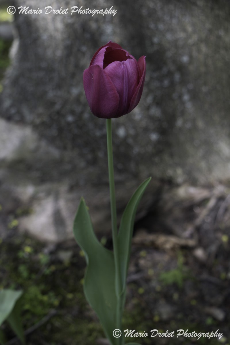 Purple tulip blooming in the spring with blurred background and nice bokeh