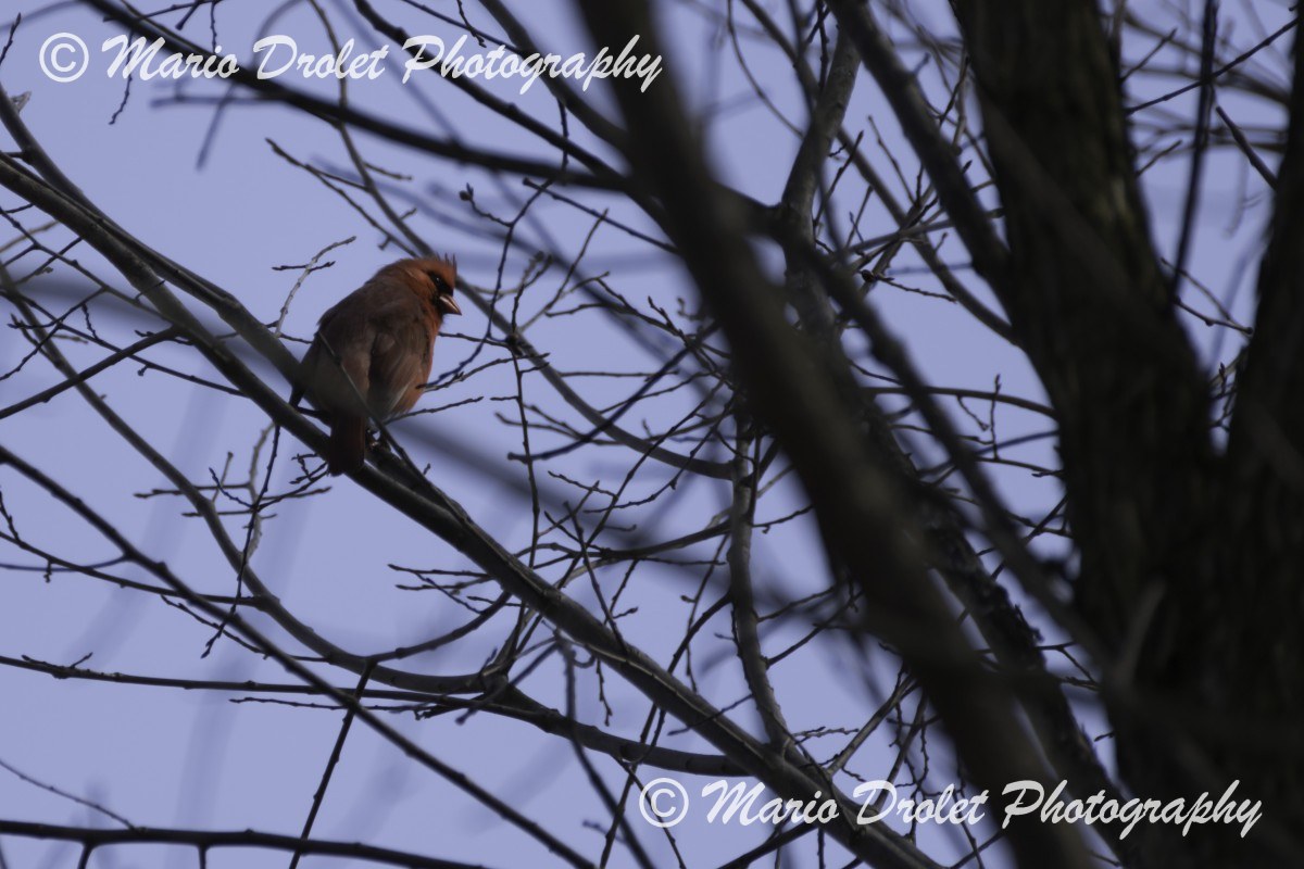 Male cardinal perched on a branch