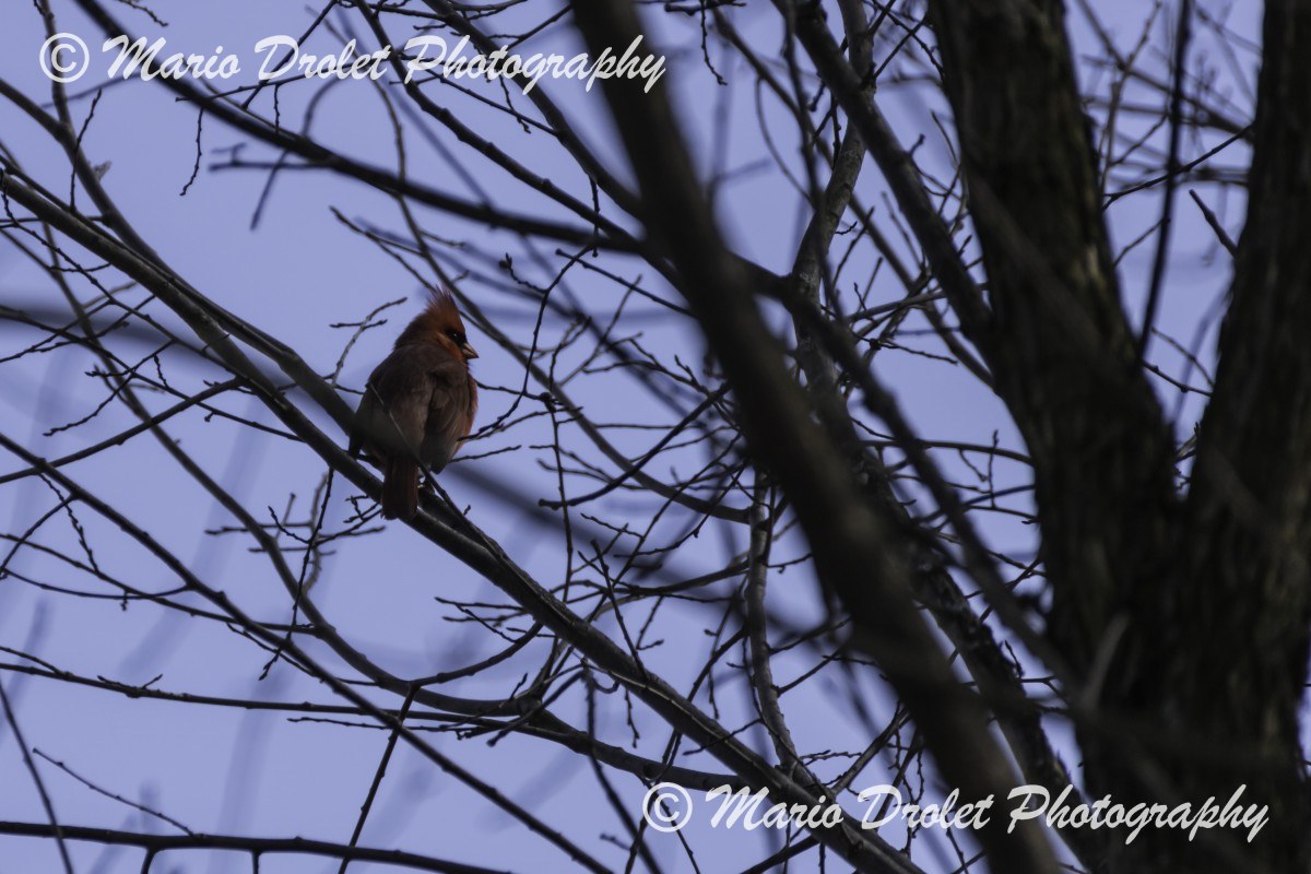 Male cardinal perched on a branch