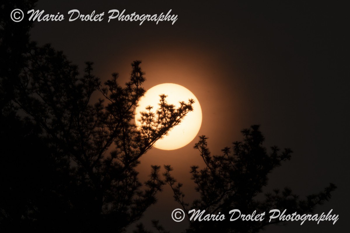 Red sun through the trees at sunset