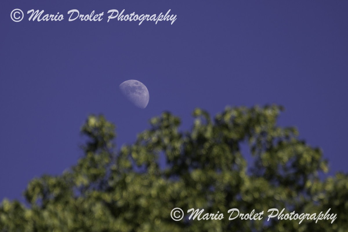 Half moon on a clear sky over trees, Mississauga, Ontario, Canada