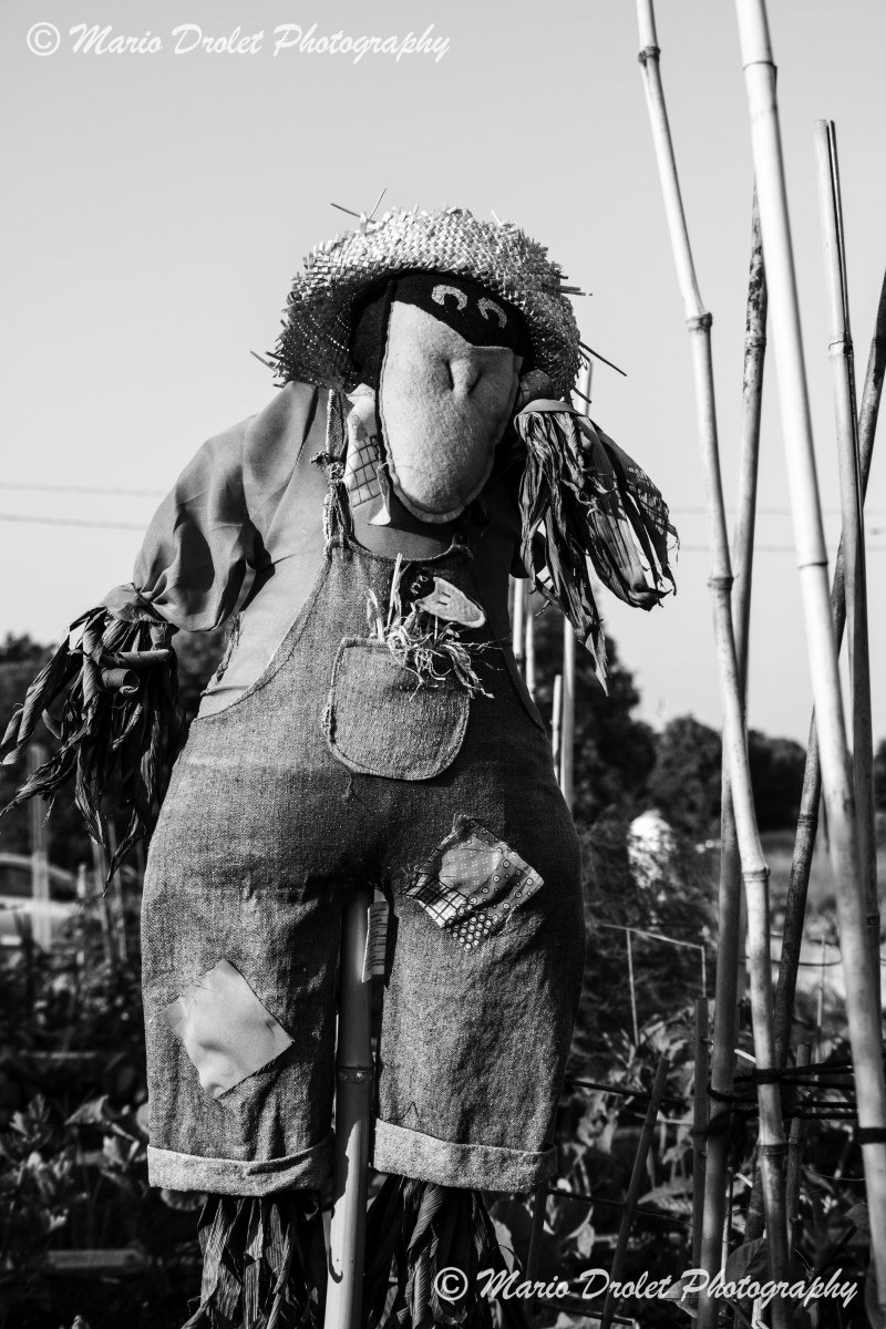 Urban garden scarecrow shot in black and white