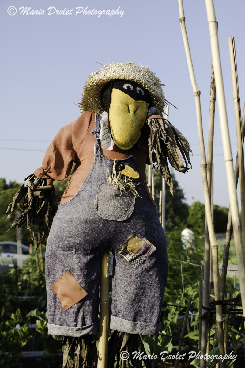 Urban garden scarecrow in color