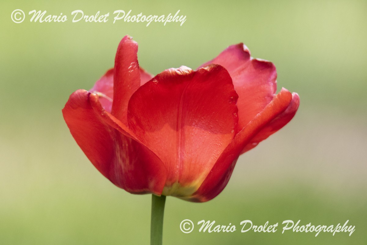 Close up of a single red tulip with bokeh background 