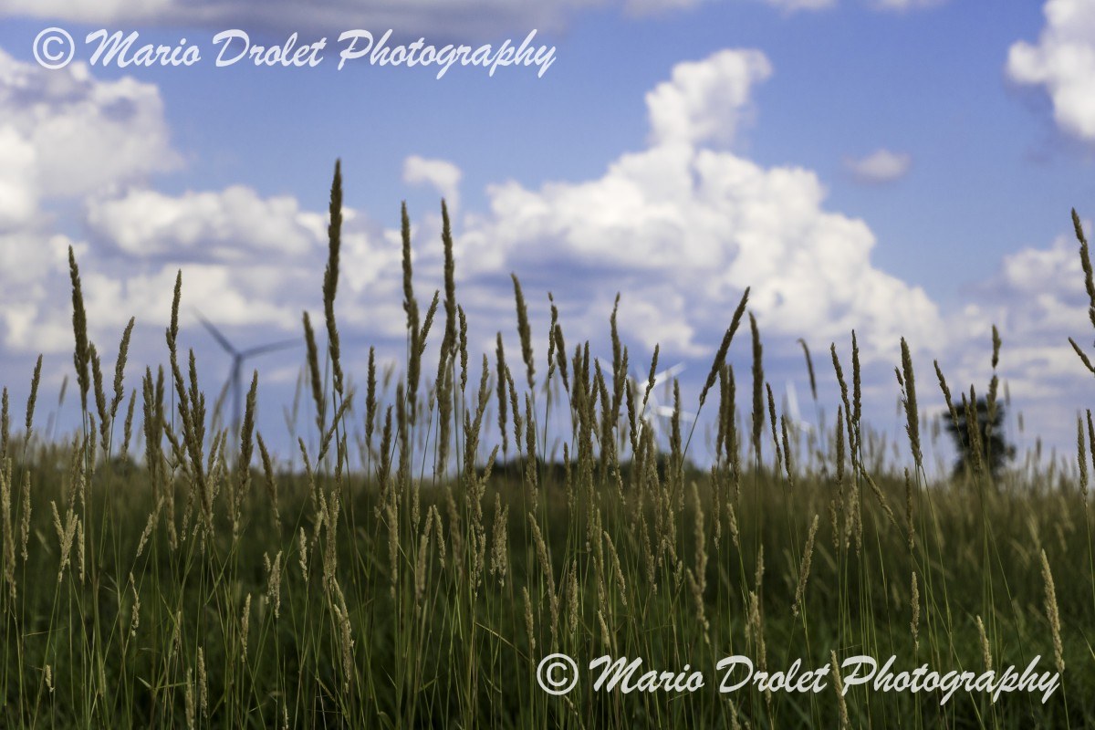 Tall grass with windmill in the background