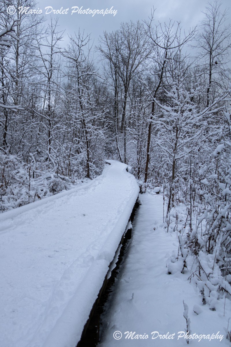 Snow Covered Boardwalk in Rattray Marsh Conservation Area