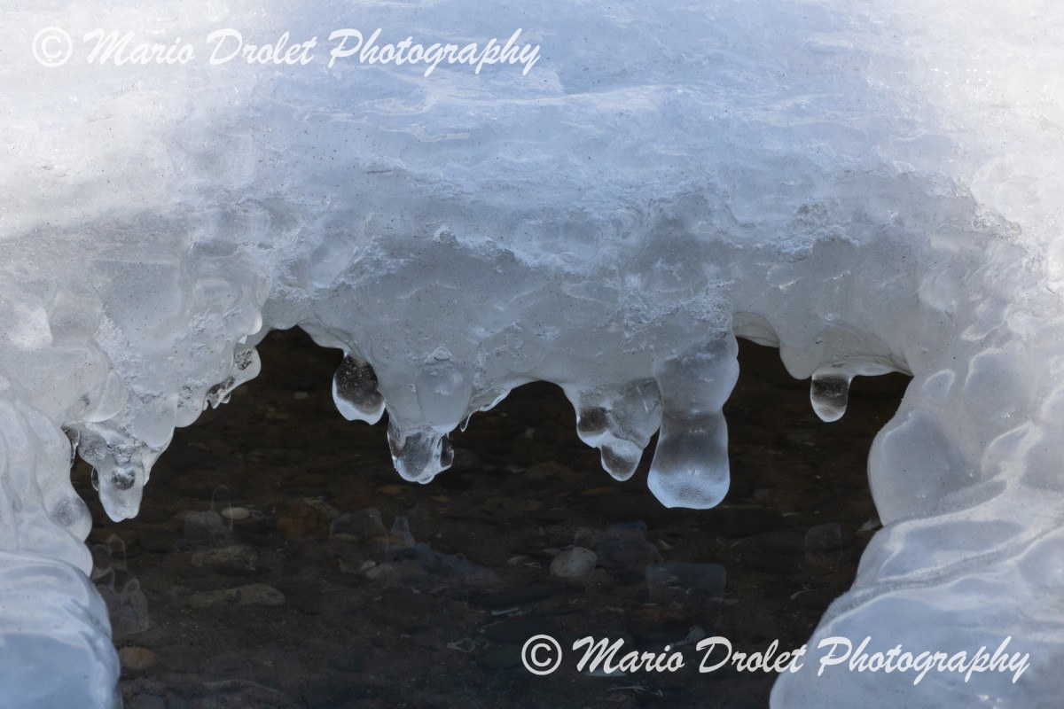 Close up of Icicles Dripping in the Lake