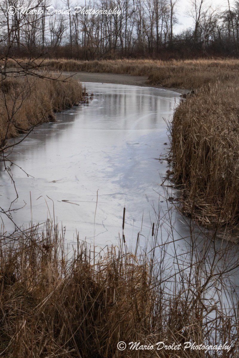 Ice Covered Sheridan Creek in Rattray Marsh