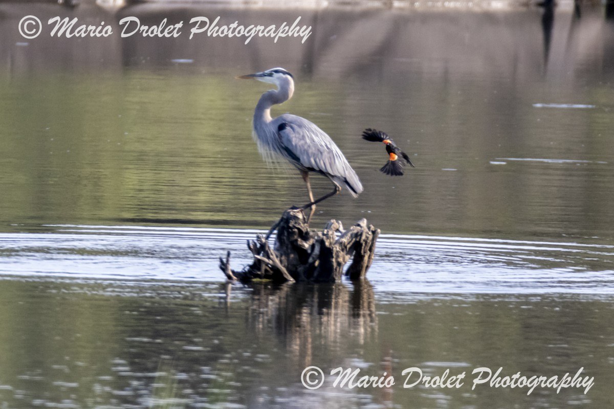 Red-winged black bird chasing a great blue heron