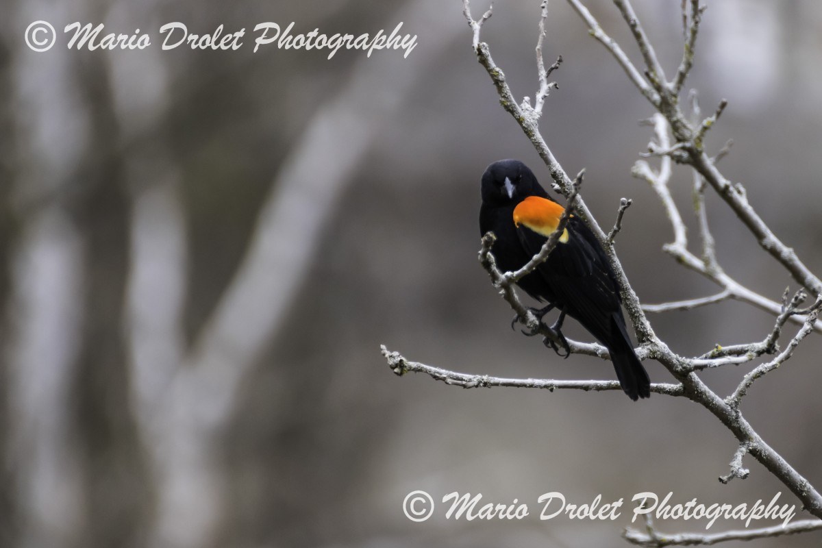 Color photo of a red-winged black bird perched on a branch in Rattray Marsh, Mississauga, Ontario, Canada