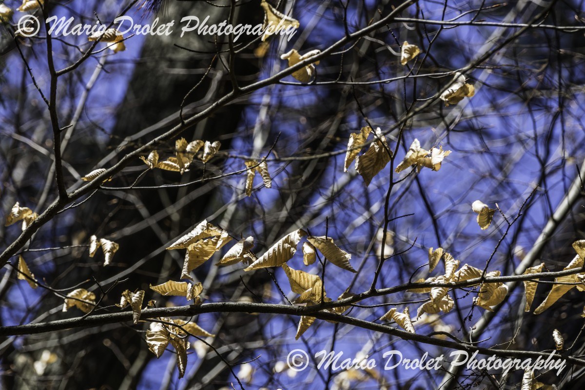 Dried leaves on a tree in the winter in Mississauga, Ontario, Canada