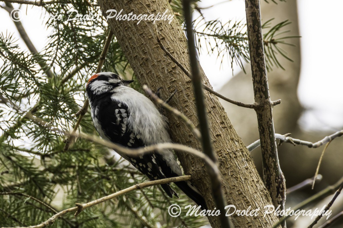 Male downy woodpecker perched on a tree in Rattray Marsh, Mississauga, Ontario, Canada