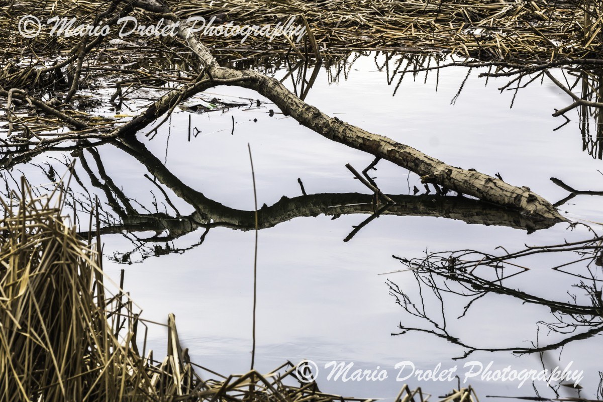 Reflection of a fallen tree in Sheridan Creek, Rattray Marsh