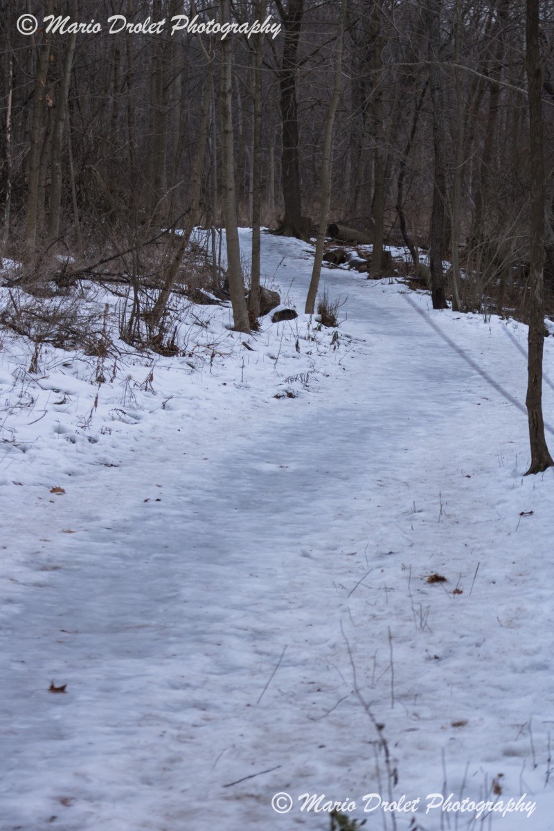 Icy path in Rattray Marsh