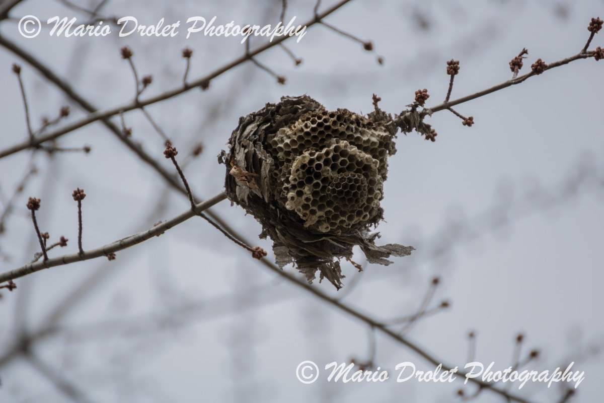Broken beehive during the winter months