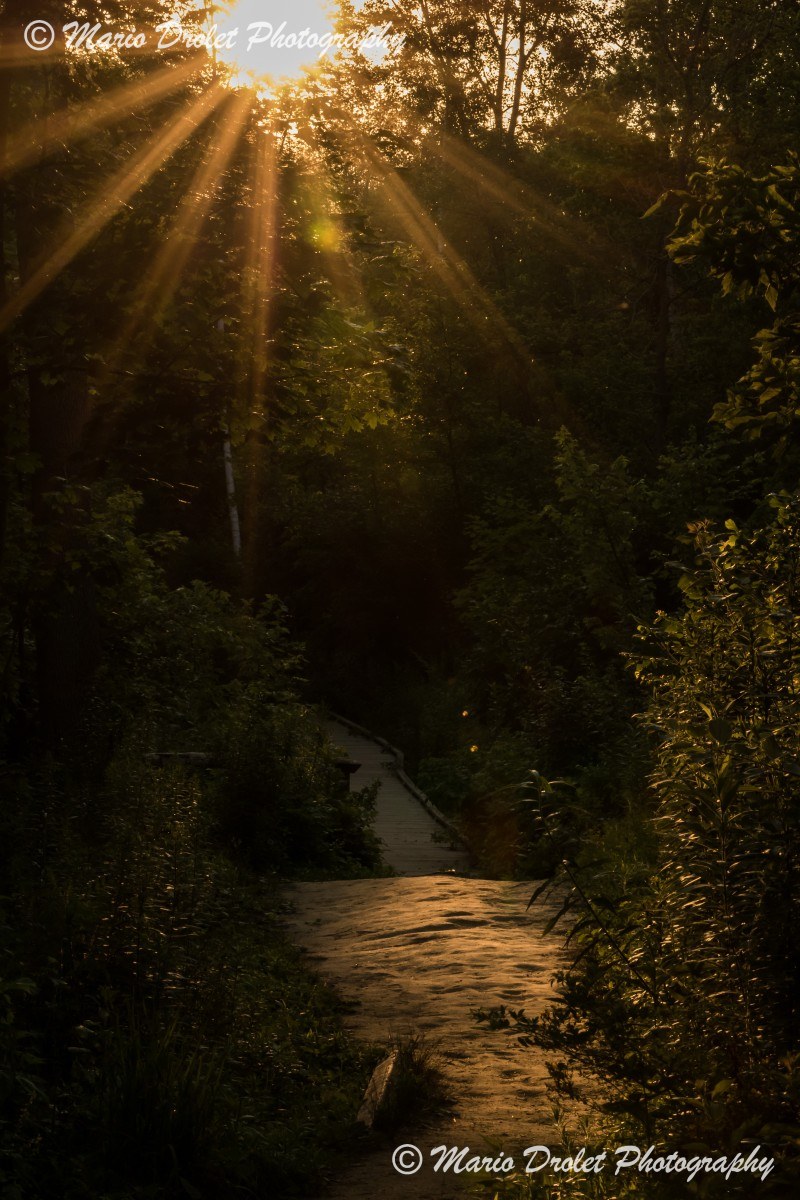 Sunset in Rattray Marsh, Mississauga, Ontario, Canada