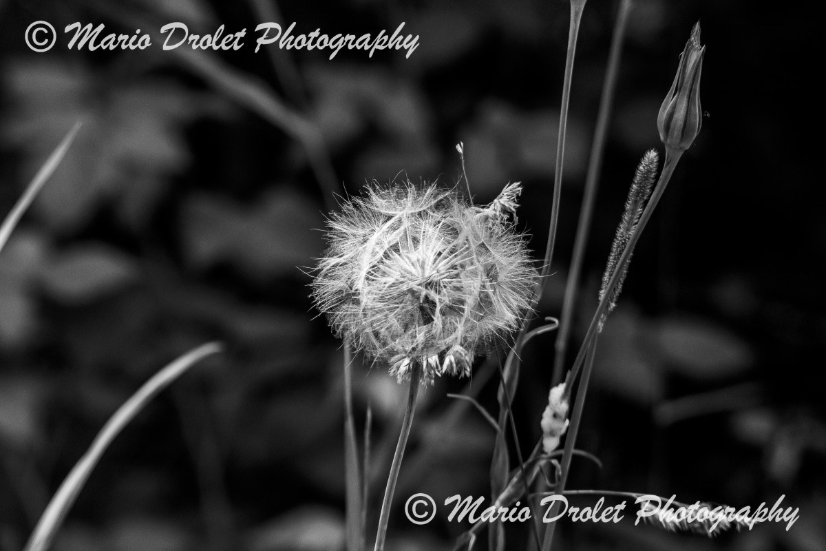 High contrast black and white photo of a dandelion in bloom