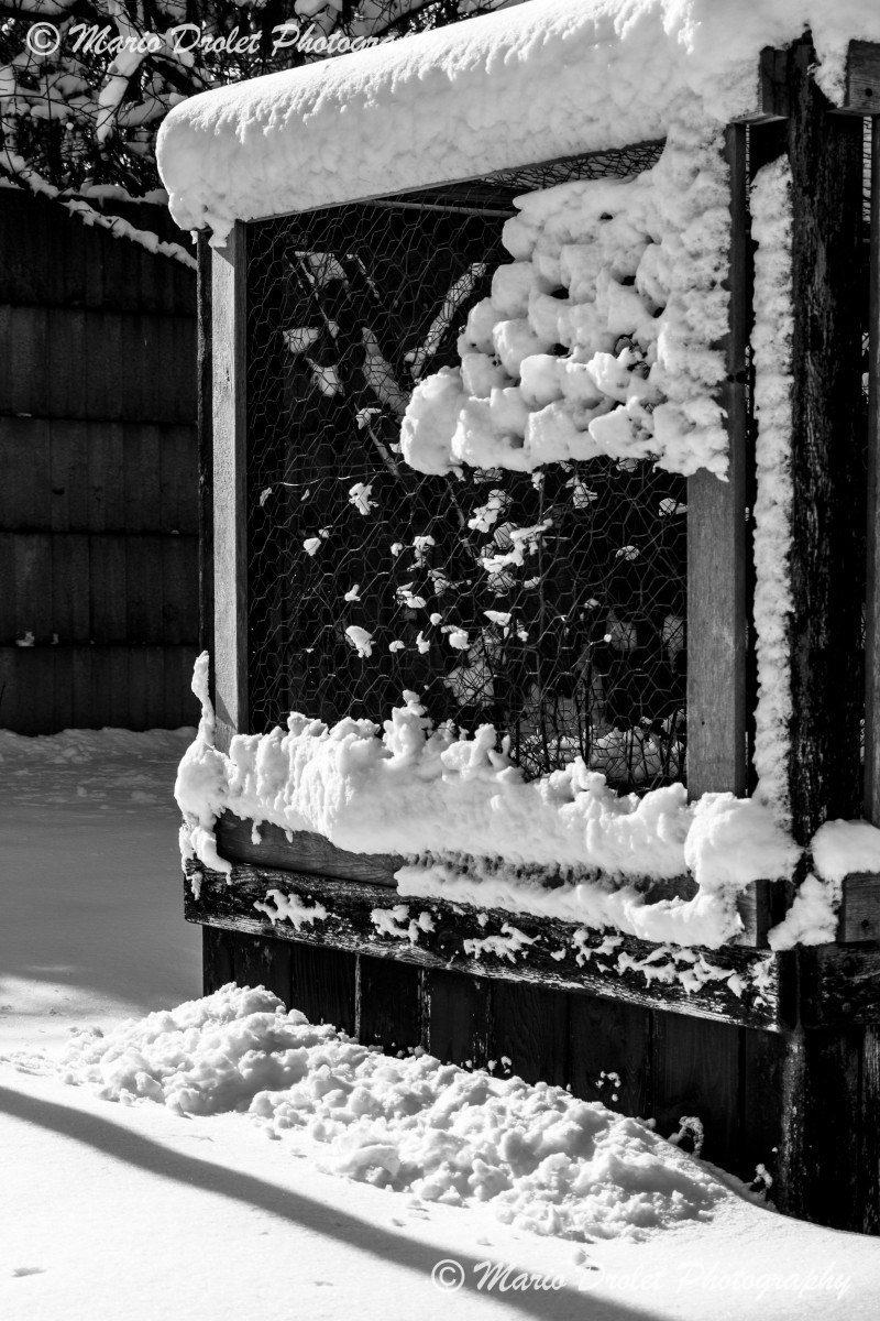 Black and white photo of a planter box covered with snow