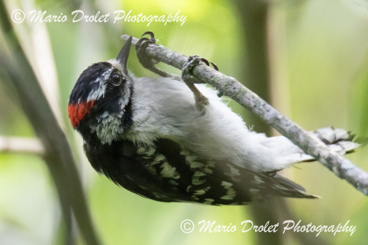 Downy woodpecker hanging upside down from a branch