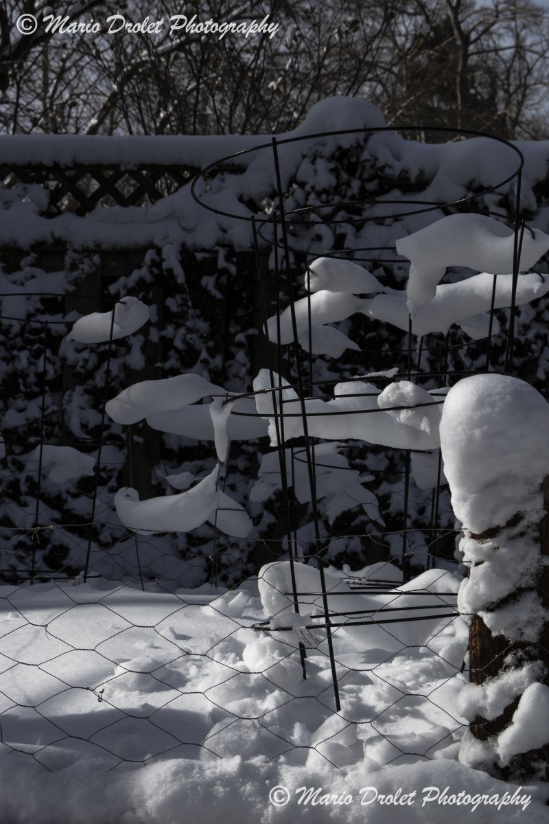 Tomato cages in planter covered with snow