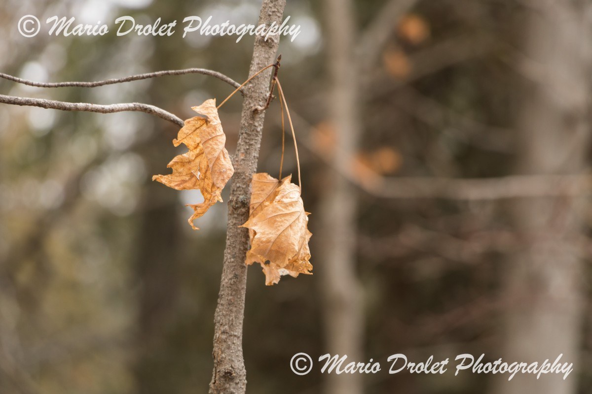 Maple leaves surviving the winter in Crawford Lake, Ontario