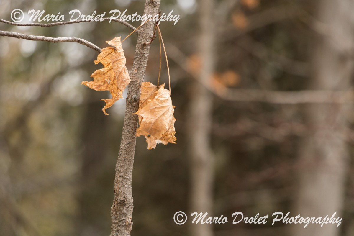 Maple leaves surviving the winter in Crawford Lake, Ontario