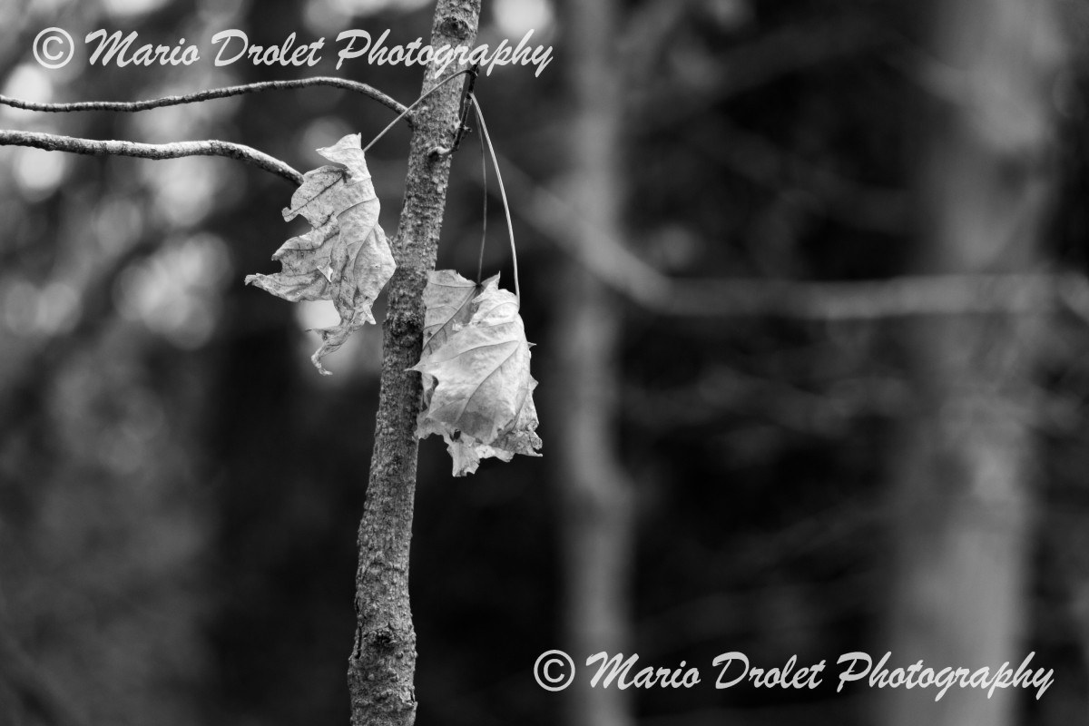 Maple leaves surviving the winter in Crawford Lake, Ontario