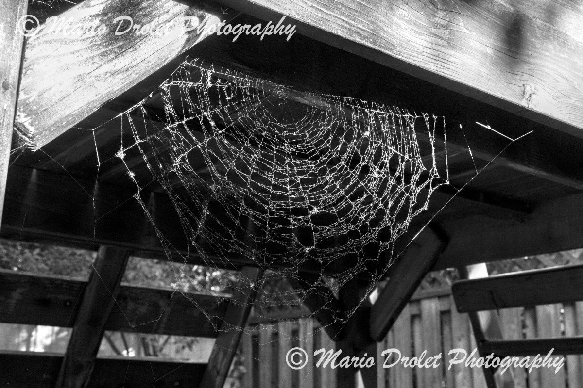 Spider web under a playground structure in black and white.