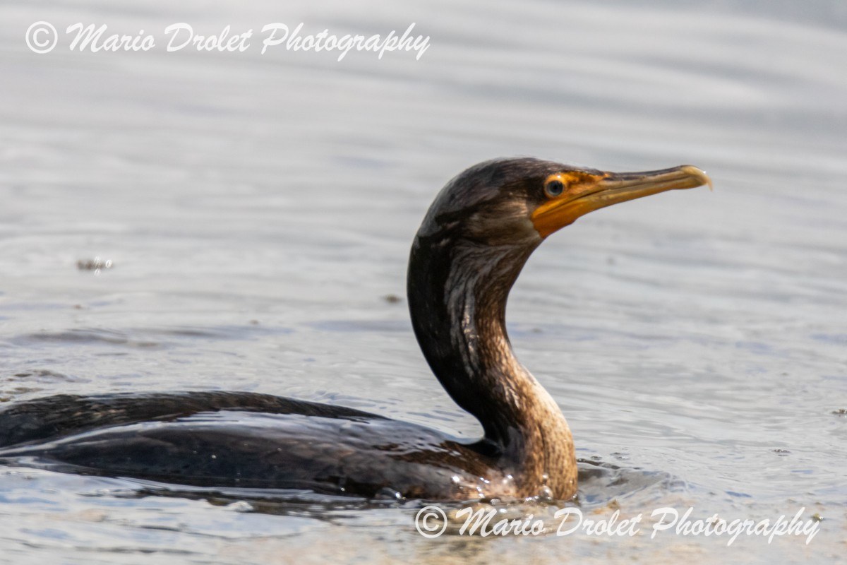 Common Cormoran in Marais Leon Provancher