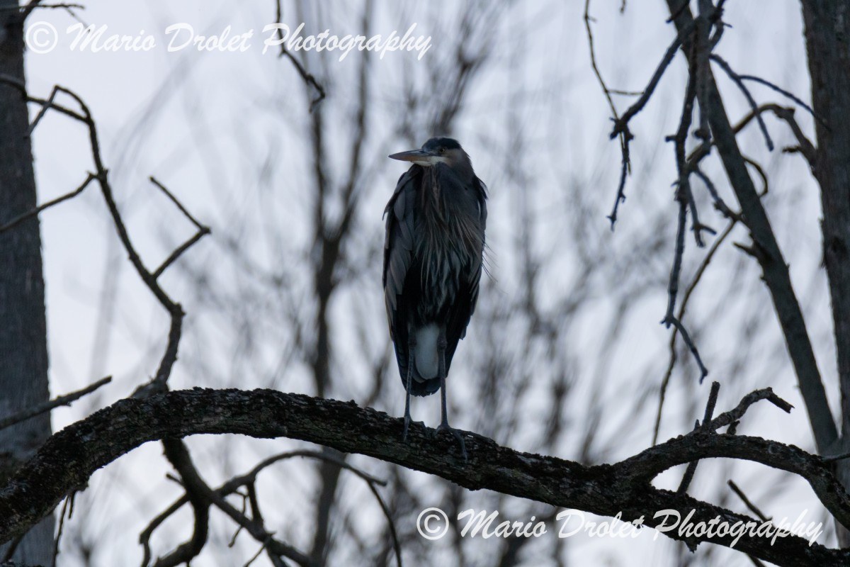 Great blue heron tucked in for the night in fall evening
