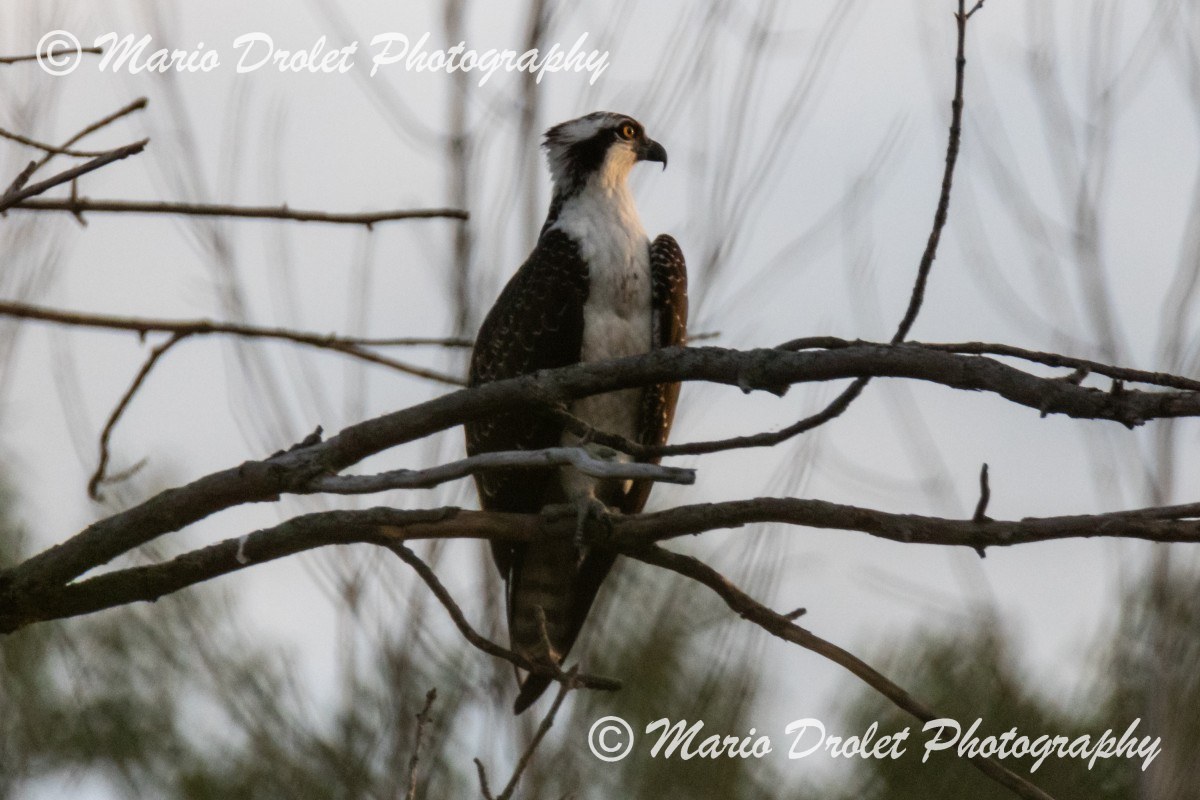 Osprey perched on a tree branch looking at a fall sunset