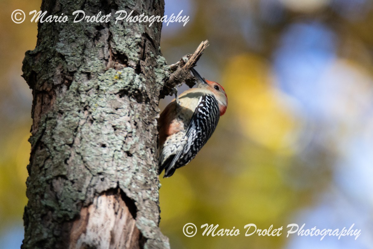 Red-bellied woodpecker perched on a tree on a sunny fall afternoon