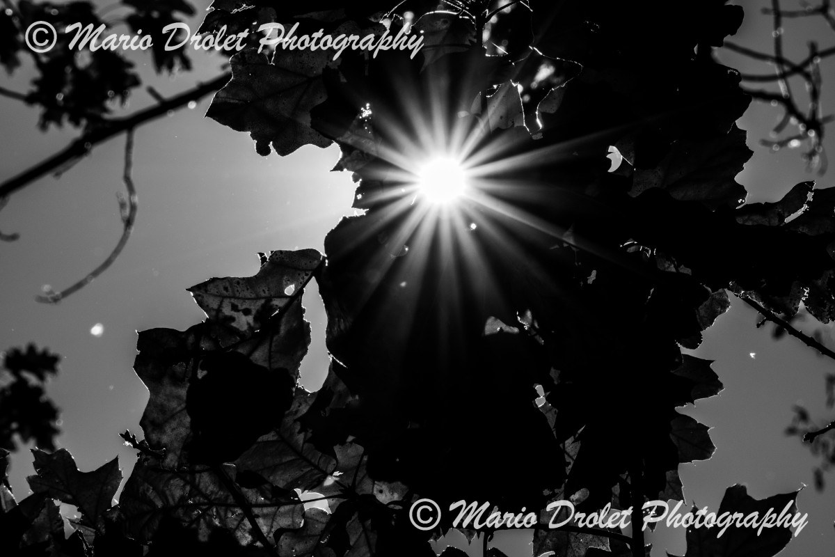 Sunflare through fall leaves in black and white.