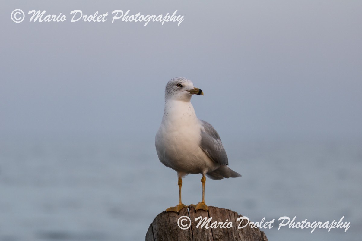 Seagull perched on a pier post with water in the background