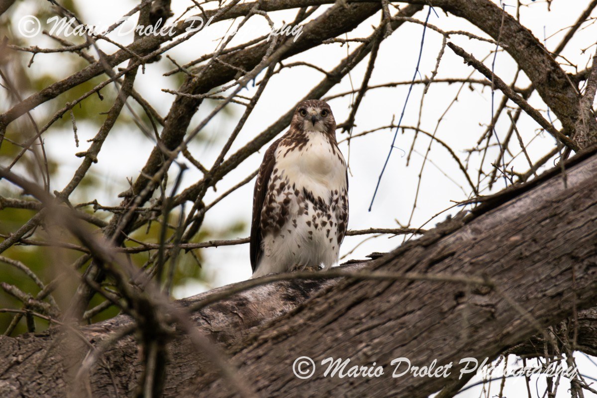 Red-tailed hawk perched on a large tree branch in early evening.