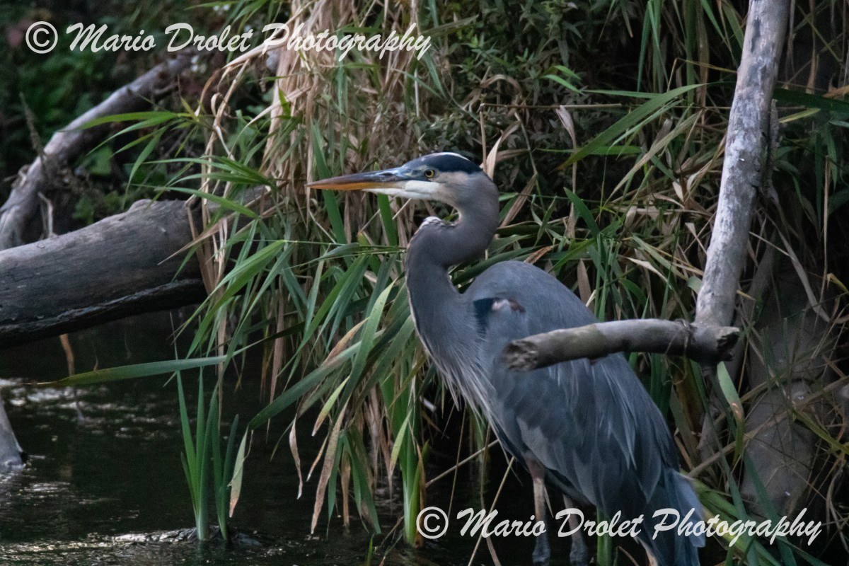 Great Blue Heron in Rattray Marsh in the fall