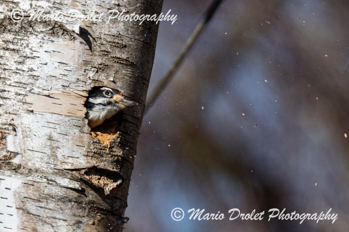 Downy woodpecker cleaning the nest.
