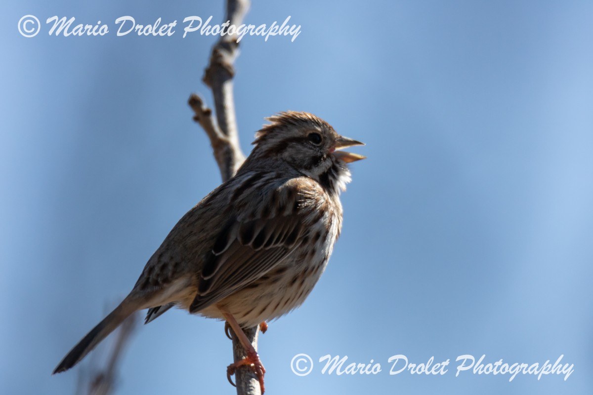Song sparrow welcoming the spring.
