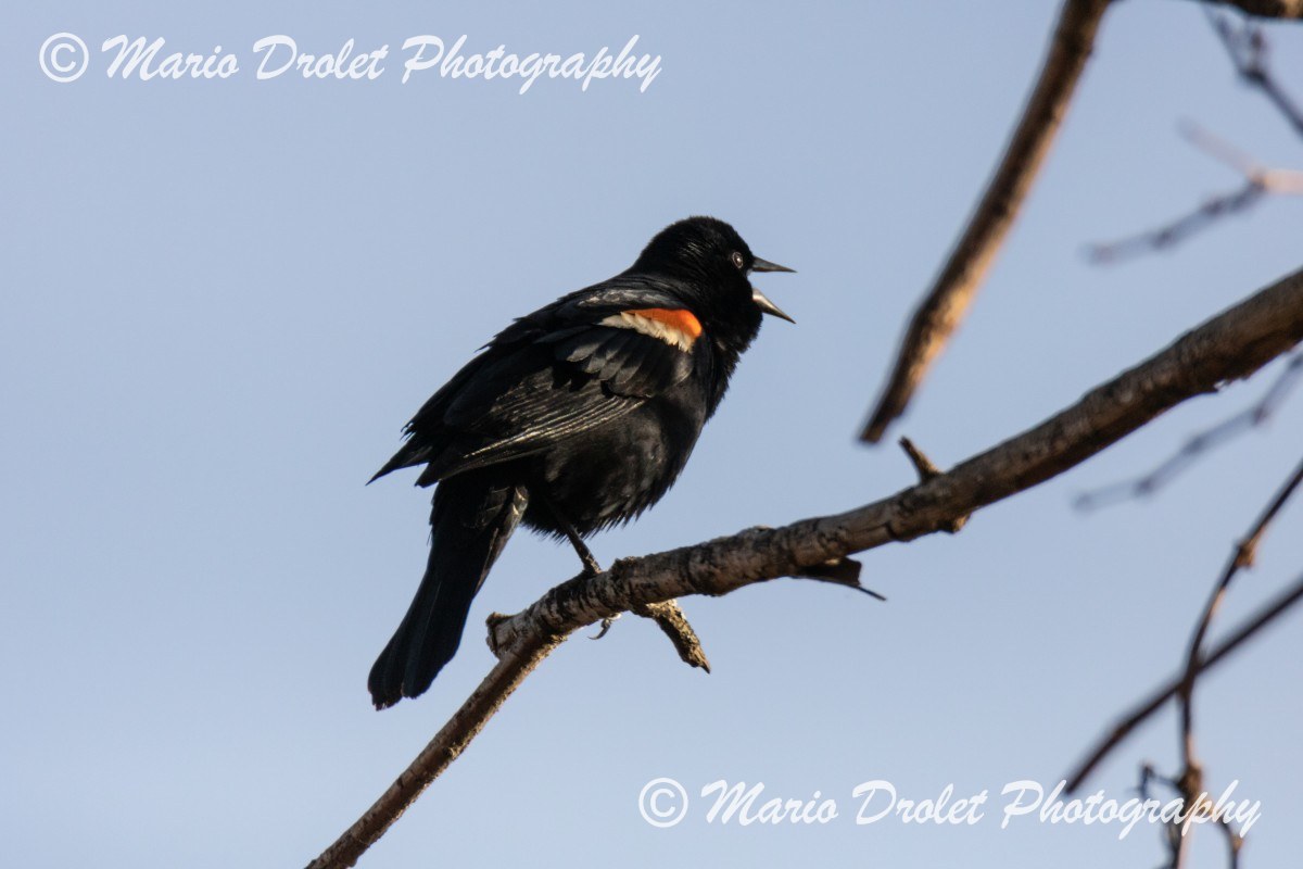 Red-winged black bird claiming his territory.