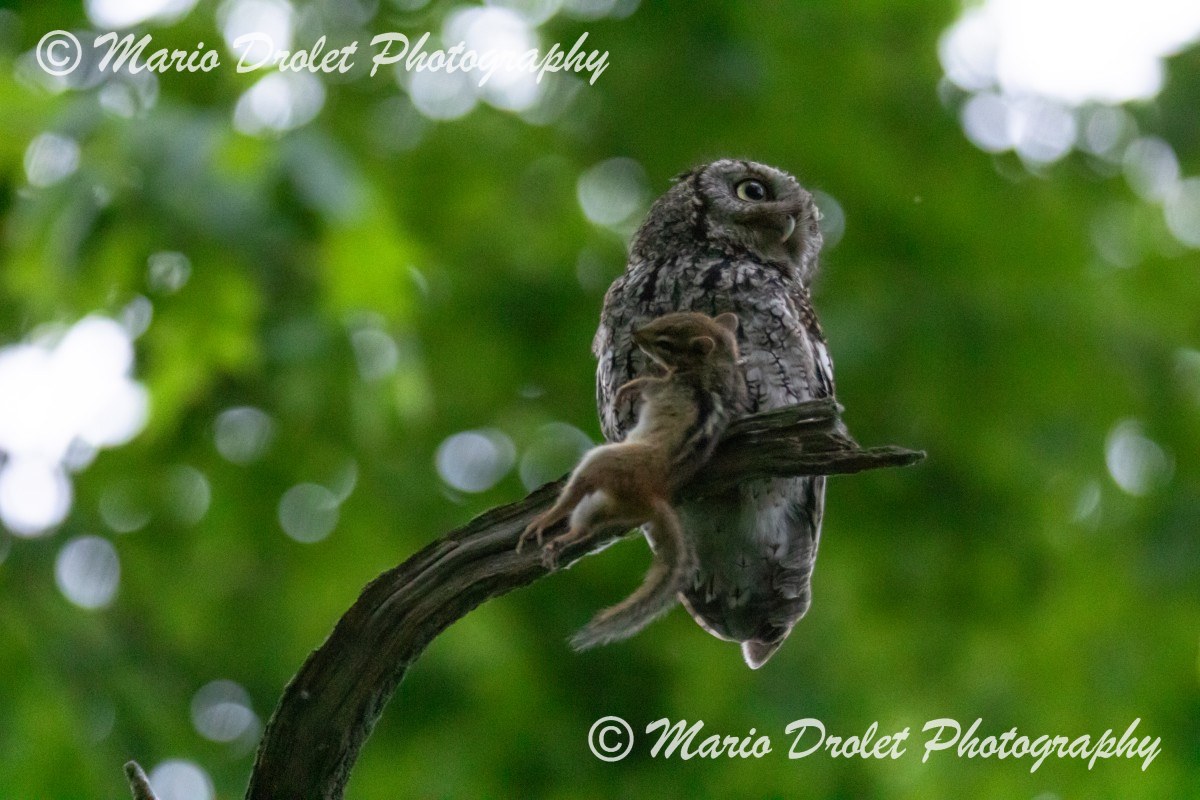 Eastern Screech Owl perched on a branch with a chipmunk in her talons