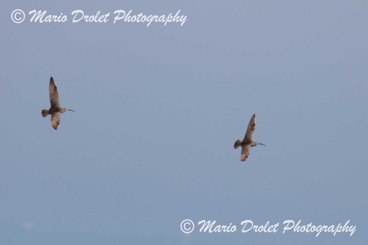 A couple of Whimbrel flying over Point Pelee National Park southern tip