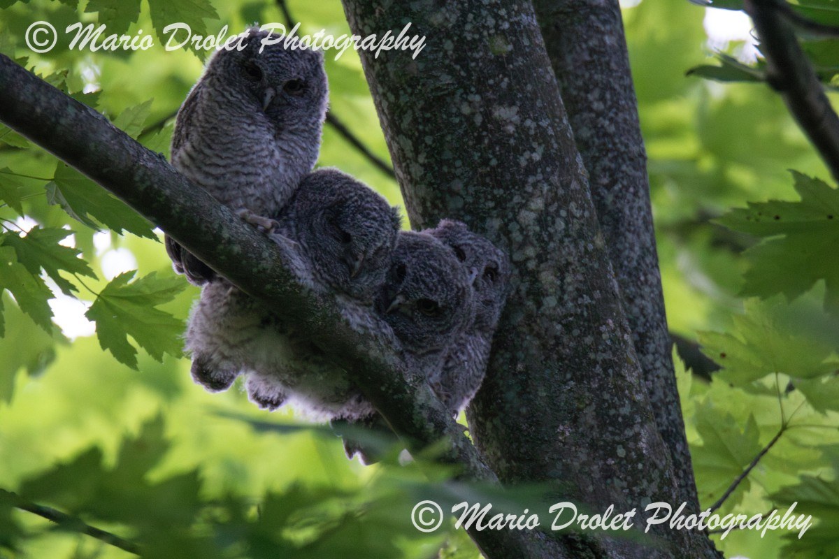 Eastern Screech owlets perched on a tree branch
