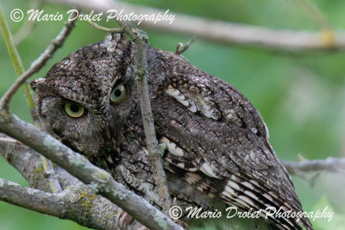 Eastern screech owl perched in a tree.