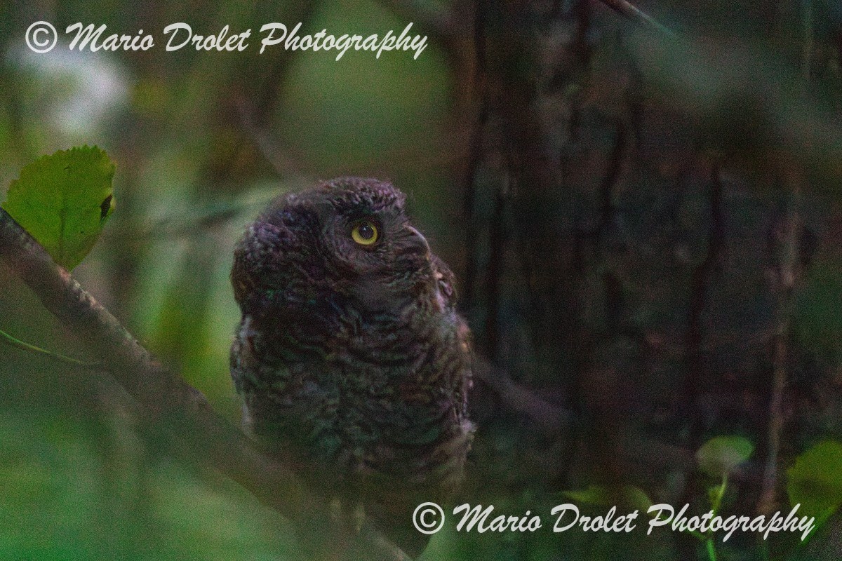 Eastern Screech Owlet looking up towards the tree tops.