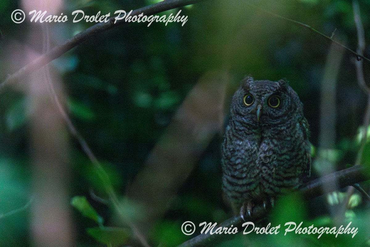Staring contest with an Eastern Screech owlet.