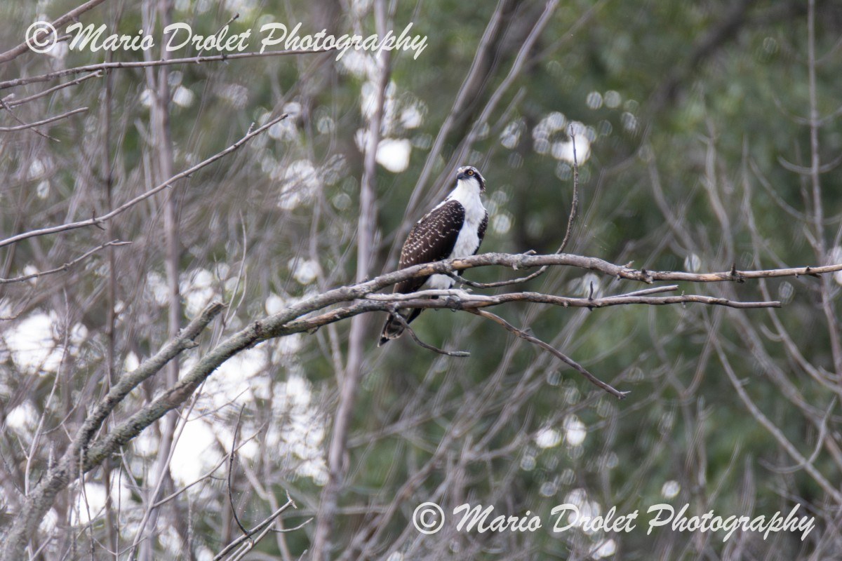 Osprey perched in a tree in Rattray Marsh, Ontario