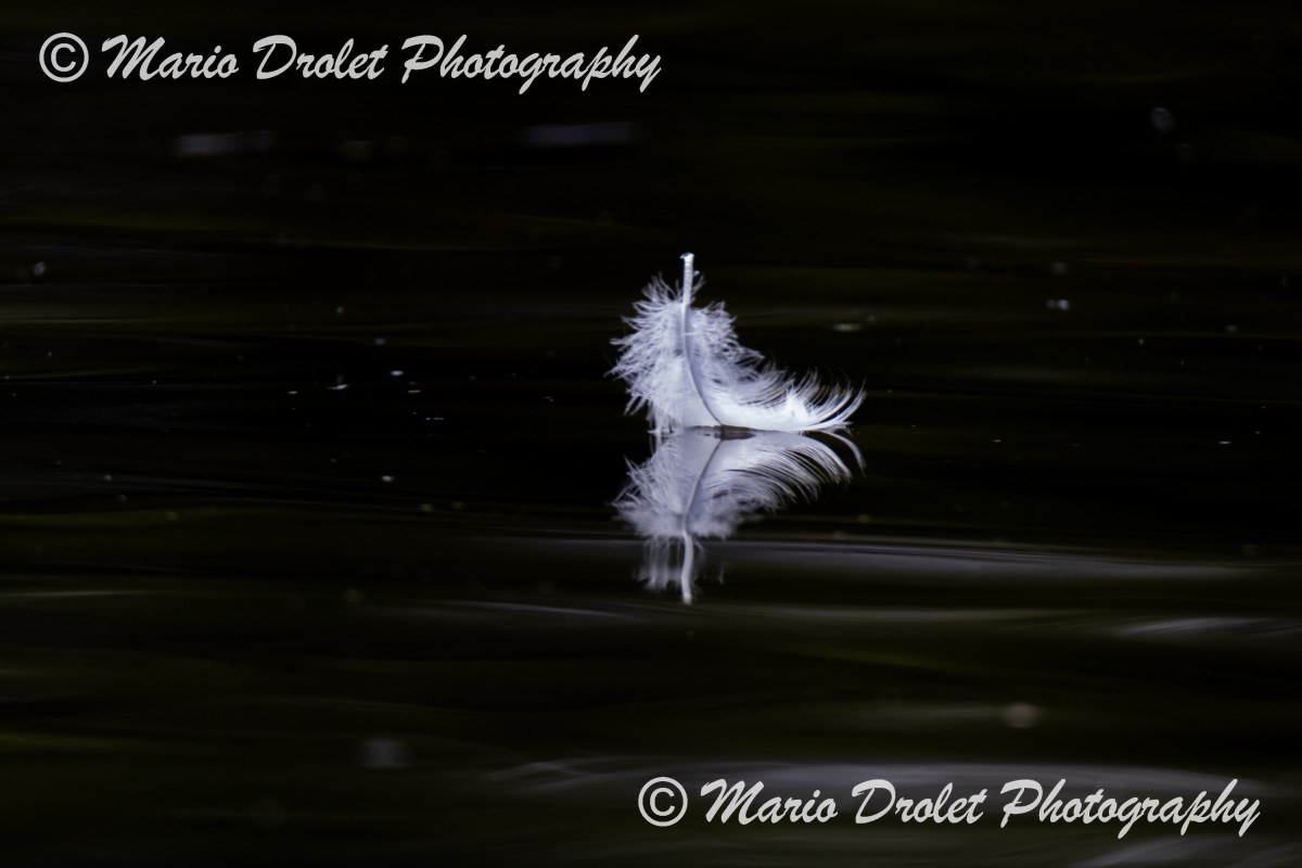 White feather floating on calm water with small ripples.