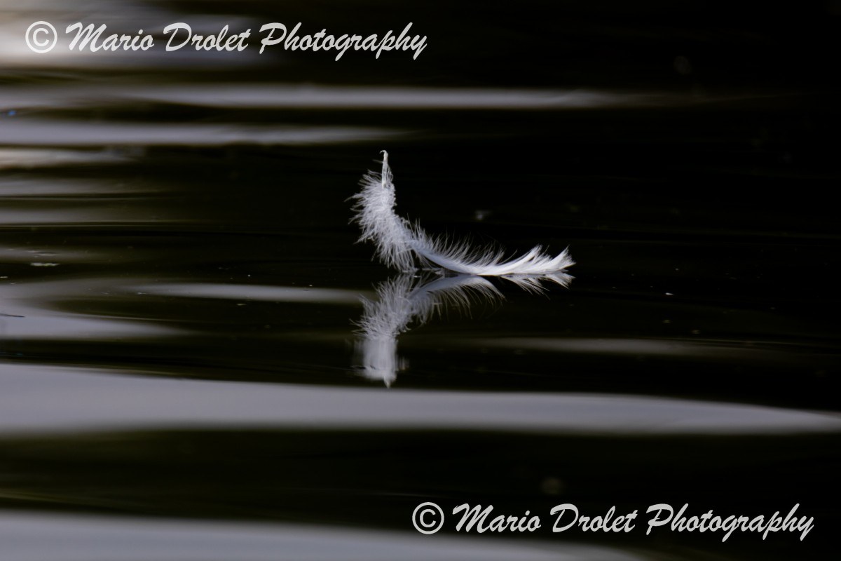 White feather floating on calm water with small ripples.